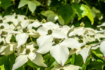 Cornus kousa. Korean Dogwood flowers in full bloom, showcasing delicate white petals and vibrant green foliage, creating a serene and picturesque garden scene with natural beauty