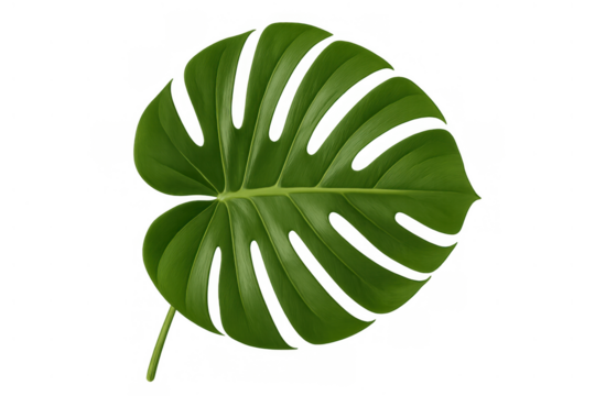 Monstera deliciosa leaf on a transparent background, tropical plant foliage for nature and interior design concepts