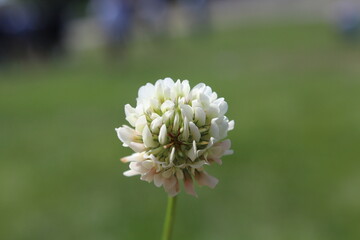 Close up photo of a flower