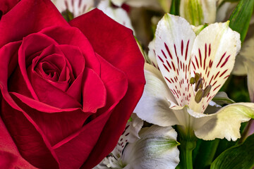 Rose And Alsrtoemeria