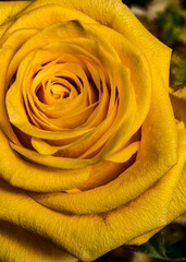 yellow rose closeup