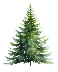Fototapeta premium PNG A christmas tree plant pine fir.