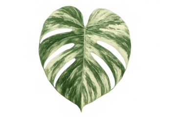 Variegated monstera deliciosa leaf on a transparent background, showcasing unique green and white patterns, exotic tropical foliage