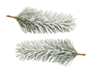 Winter wonderland snow-covered pine branches nature isolated on transparent background