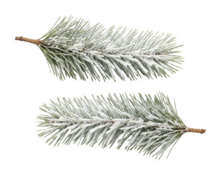 Winter wonderland snow-covered pine branches nature isolated on transparent background