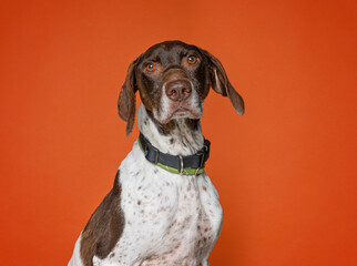 Cute dog on an isolated background studio shot