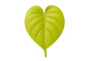 Heart-shaped green leaf symbolizing nature, ecology, and love, isolated on a transparent background for design flexibility