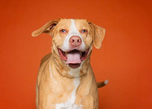 cute dog on an isolated background in a studio shot
