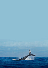 Whale in ocean background design