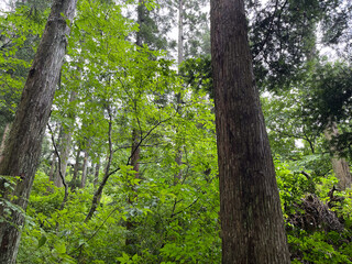 初夏の雑木林。