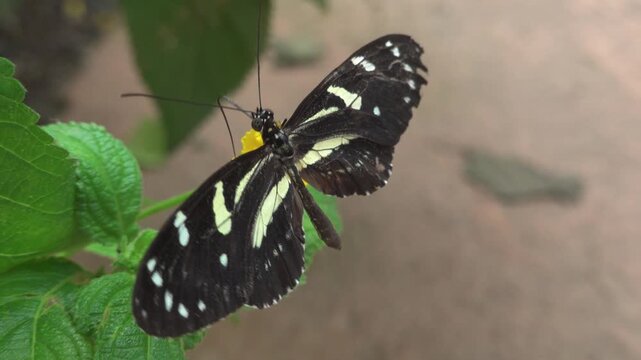 Close up of a zebra long wing butterfly sitting on a flower an moving his wings