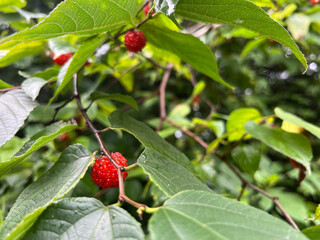 Fototapeta premium 初夏の森で真っ赤に実をつけたコウゾ。