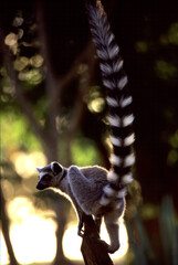 Obraz premium catta with stretched-up ringed tail