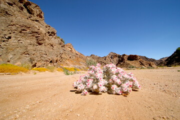Suedwester Edelweiss, Helichrysum roseoniveum, in dried up riverbed 407