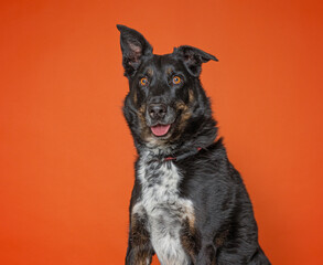 Cute dog on an isolated background studio shot