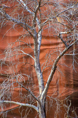 Contrast between a dying tree against a sandstone wall