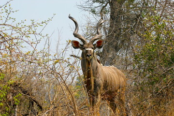 kudu, Tragelaphus strepsiceros, looking attentively 004 