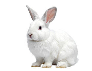 Fototapeta premium Adorable fluffy white rabbit with long ears, gentle animal, transparent background.
