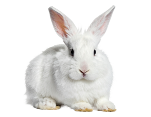 Adorable fluffy white rabbit with long ears, gentle animal, transparent background.