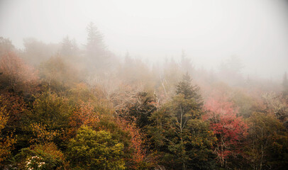 ethereal autumn forest scenery shrouded in fog perfect for relaxation and artistic inspiration