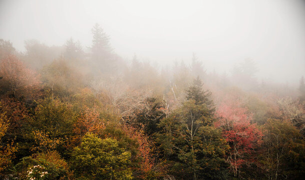 ethereal autumn forest scenery shrouded in fog perfect for relaxation and artistic inspiration