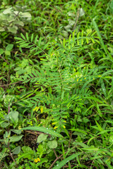 Auhuhu (Tephrosia purpurea) on Big Island, HI