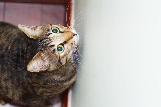 Close up of cute tabby cat as background - Powered by Adobe