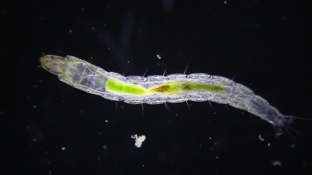 Mosquito larva with visible chitin structure, internal organ contractions and setae under microscope 40x (darkfield)