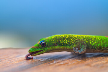 Gold Dust Day Gecko (Phelsuma laticauda) on Big Island, HI