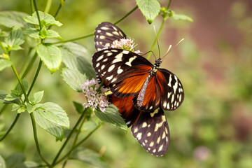 Naklejka premium Exotic butterfly Heliconius hecale in tropical forest on leaf.