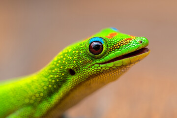 Gold Dust Day Gecko (Phelsuma laticauda) on Big Island, HI
