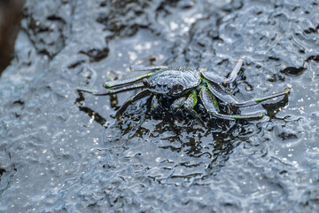 Thin-shelled Rock Crab or Hawaiian Black Crab (Grapsus tenuicrustatus) on Big Island, HI