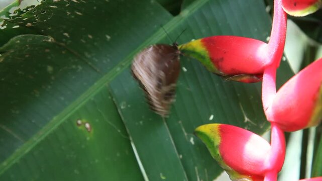 Der Blaue Morphofalter (Morpho peleides), ein Schmetterling aus der Familie der Edelfalter (Nymphalidae) auf einer Heliconia-Bl&uuml;te in einem botanischen Garten in Costa Rica.