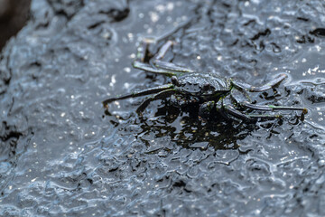 Thin-shelled Rock Crab or Hawaiian Black Crab (Grapsus tenuicrustatus) on Big Island, HI