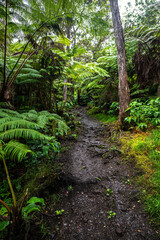 Along the Makāula 'O'oma Trail on Big Island, HI