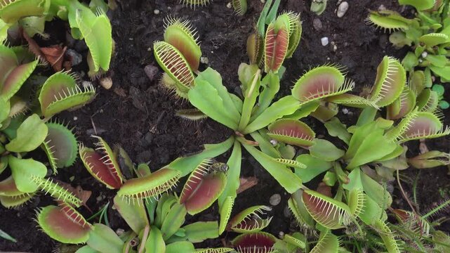 Close up of a Venus flytrap Carnivorous plant on a sunny day
