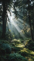 Obraz premium Sunlight filters through tall trees in a serene forest landscape during the early morning hours