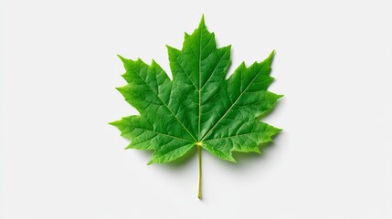 Vibrant green maple leaf featuring intricate details on a light background