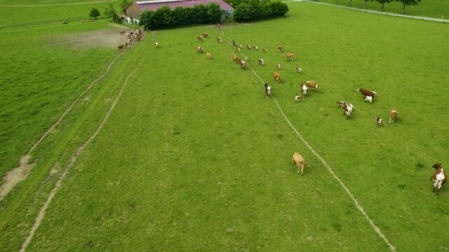 Aerial view of cows running around on a meadow. On a sunny afternoon in summer