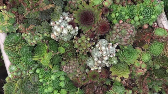 Close up view of an cactus with inception mode on a cloudy day