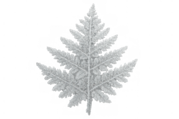 White fern frond covered in cold ice particles, representing winter frost texture, transparent background