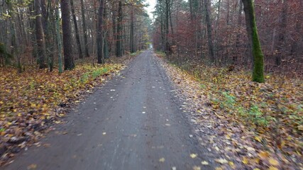 Aerial rural road dark autumn forest Poland 2 4K. Northern Poland. Autumn fall season, brilliant colorful leaves along roads trails. Pine, oak, birch, beech forests with farm agriculture. 