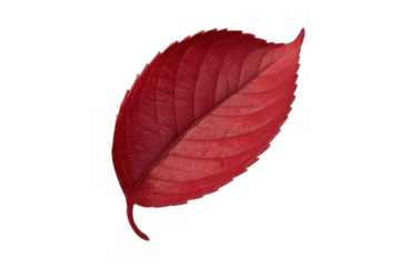 Red autumn leaf showcasing vibrant fall colors, isolated with a transparent background for seasonal designs