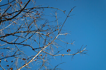 Bare Autumn Tree Branches Looking Up Against Clear Blue Sky