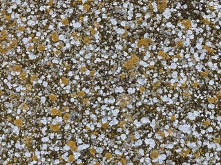 Stone wall texture - Lichen Abstract Expressionism