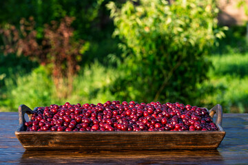 Fresh red cherries piled high showcasing the bounty of summer harvest. Raw many cherries in a wooden tray in a summer garden, closeup. Juicy cherry symbolizing the sweetness and richness of life