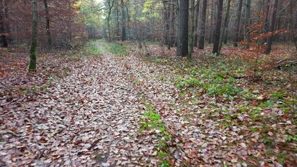 Aerial rural trail dark autumn forest deer Poland 4K. Thick Pine, oak, birch forests with rural farm agriculture farm land. Season climate change. Colorful trees and trail. Europe recreation.