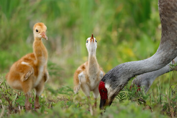 Precious Sandhill Crane Family Dinner Feeding Moment
