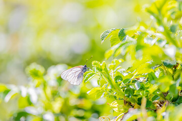 Fototapete bei efototapeten.de bestellen   