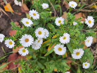 white aster